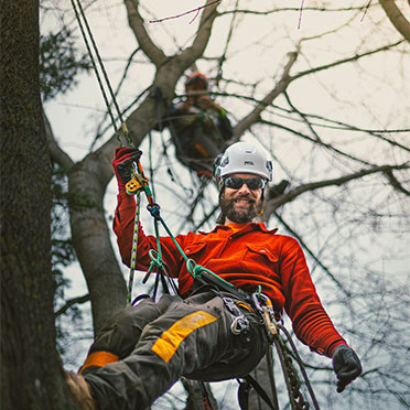 Tree Pruning and Removal - Rutter Urban Forestry